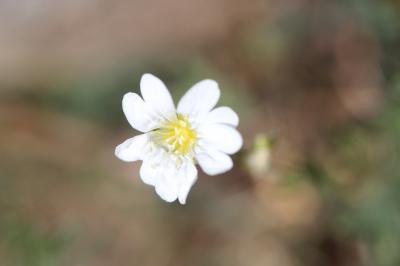 Céraiste suffrutescent Cerastium arvense subsp. suffruticosum (L.) Ces., 1844