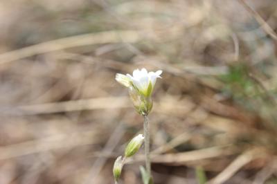 Céraiste suffrutescent Cerastium arvense subsp. suffruticosum (L.) Ces., 1844