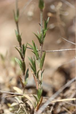Céraiste suffrutescent Cerastium arvense subsp. suffruticosum (L.) Ces., 1844