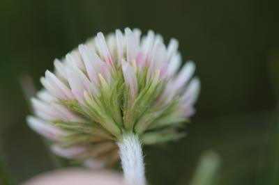 Trèfle des montagnes Trifolium montanum L., 1753