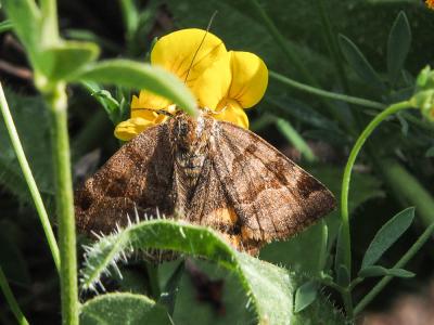 Doublure jaune (La) Euclidia glyphica (Linnaeus, 1758)