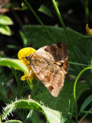 Doublure jaune (La) Euclidia glyphica (Linnaeus, 1758)