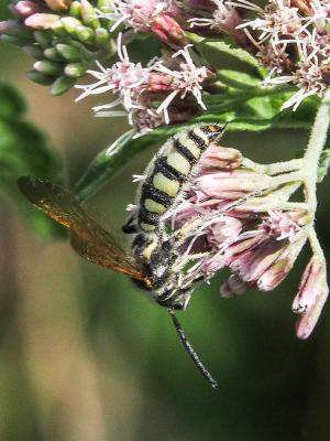  Colpa sexmaculata (Fabricius, 1781)