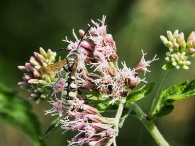  Colpa sexmaculata (Fabricius, 1781)