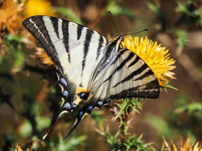 Flambé (Le) Iphiclides podalirius (Linnaeus, 1758)