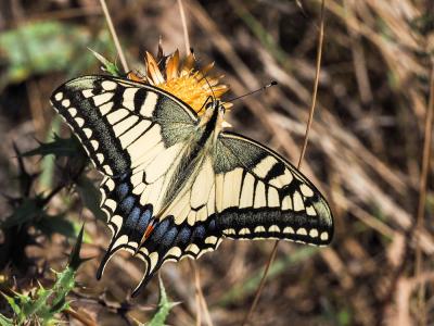 Machaon (Le), Grand Porte-Queue (Le) Papilio machaon Linnaeus, 1758