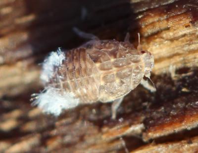  Cixidia 