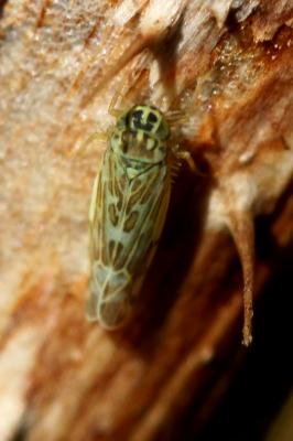  Eupteryx 