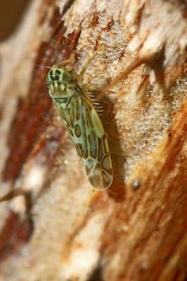  Eupteryx 