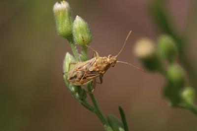  Stictopleurus Stål, 1872