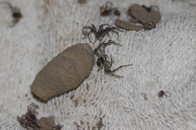  Sceliphron curvatum (F. Smith, 1870)