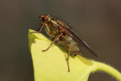 Scathophage du fumier, Mouche à merde Scathophaga stercoraria (Linnaeus, 1758)