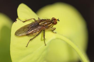 Scathophage du fumier, Mouche à merde Scathophaga stercoraria (Linnaeus, 1758)