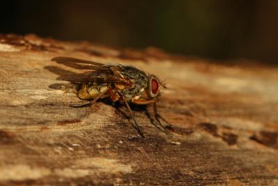  Phaonia valida (Harris, 1780)