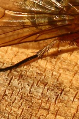  Phaonia valida (Harris, 1780)