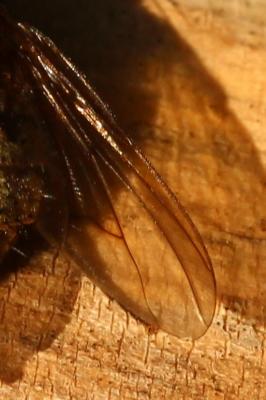  Phaonia valida (Harris, 1780)