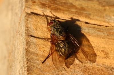  Phaonia valida (Harris, 1780)