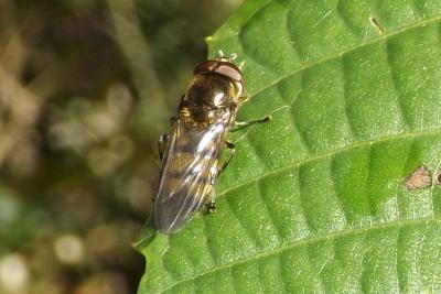  Xanthandrus comtus (Harris, 1780)