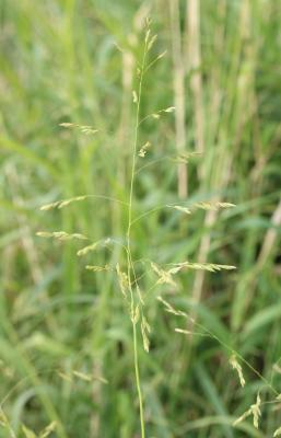 Léersie faux Riz Leersia oryzoides (L.) Sw., 1788