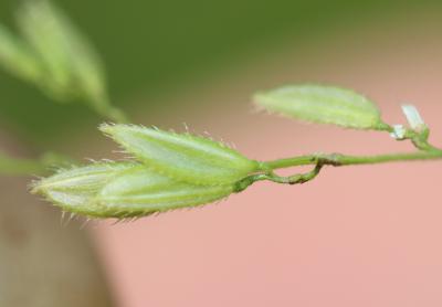 Léersie faux Riz Leersia oryzoides (L.) Sw., 1788