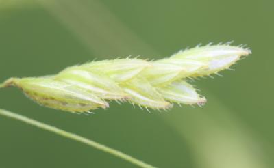 Léersie faux Riz Leersia oryzoides (L.) Sw., 1788