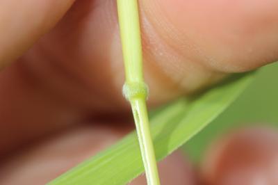 Léersie faux Riz Leersia oryzoides (L.) Sw., 1788