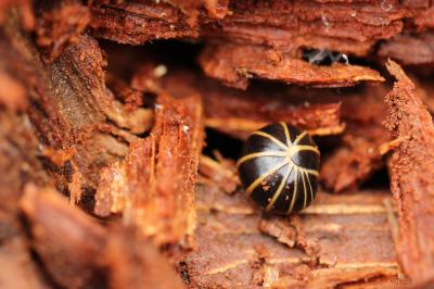  Glomeris marginata (Villers, 1789)