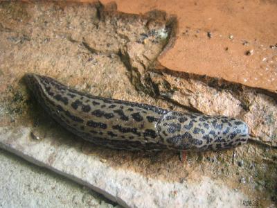 Limace léopard Limax maximus Linnaeus, 1758