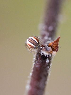 Mangore petite-bouteille Mangora acalypha (Walckenaer, 1802)