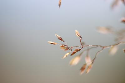 Agrostide capillaire Agrostis capillaris L., 1753