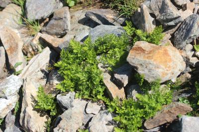 Cryptogramme crispée, Allosore crispé Cryptogramma crispa (L.) R.Br., 1842