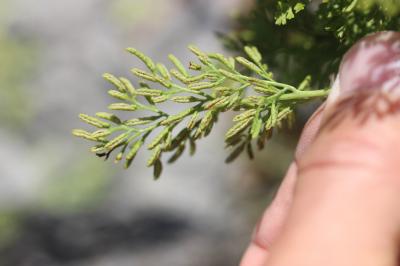 Cryptogramme crispée, Allosore crispé Cryptogramma crispa (L.) R.Br., 1842