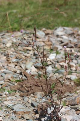 Épilobe des montagnes Epilobium montanum L., 1753