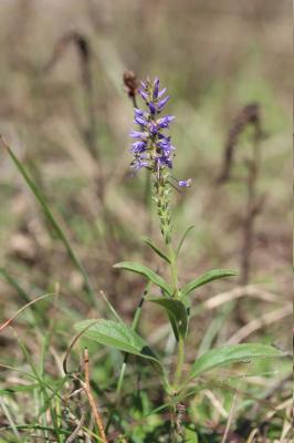 Véronique en épi Veronica spicata L., 1753