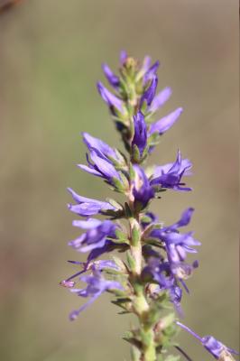 Véronique en épi Veronica spicata L., 1753