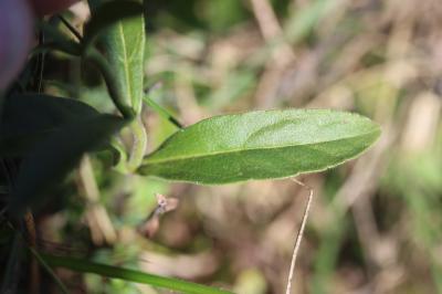 Véronique en épi Veronica spicata L., 1753