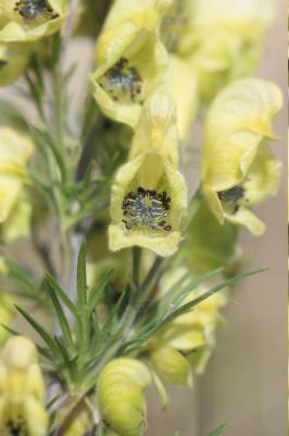 Aconit anthora, Anthore, Maclou Aconitum anthora L., 1753