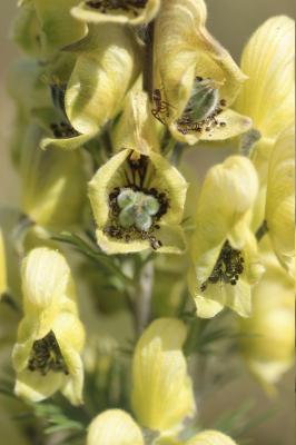 Aconit anthora, Anthore, Maclou Aconitum anthora L., 1753