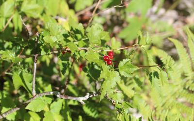 Groseillier des Alpes Ribes alpinum L., 1753