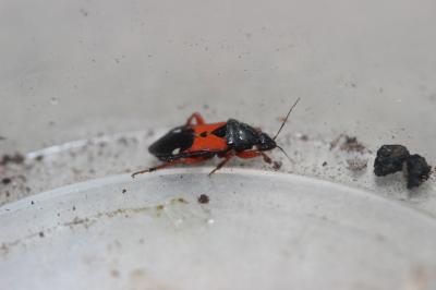  Prostemma guttula (Fabricius, 1787)