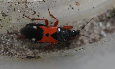  Prostemma guttula (Fabricius, 1787)