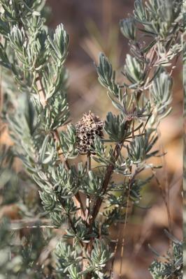 Lavande papillon, Lavande Stéchade Lavandula stoechas L., 1753