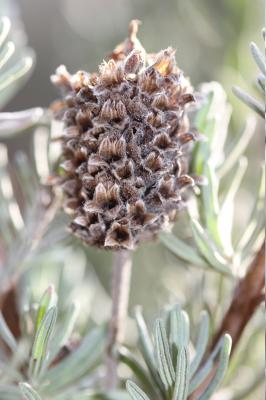 Lavande papillon, Lavande Stéchade Lavandula stoechas L., 1753