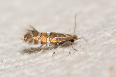  Phyllonorycter insignitella (Zeller, 1846)
