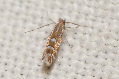  Phyllonorycter insignitella (Zeller, 1846)
