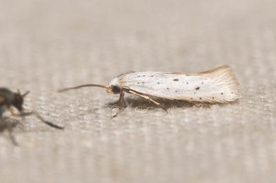  Elachista hispanica Traugott-Olsen, 1992