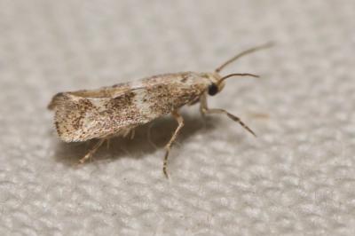  Elachista squamosella (Duponchel, 1843)