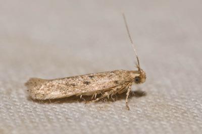  Bryotropha senectella (Zeller, 1839)