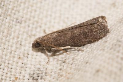  Assara conicolella (Constant, 1884)