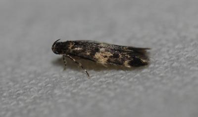 Apatema impunctella